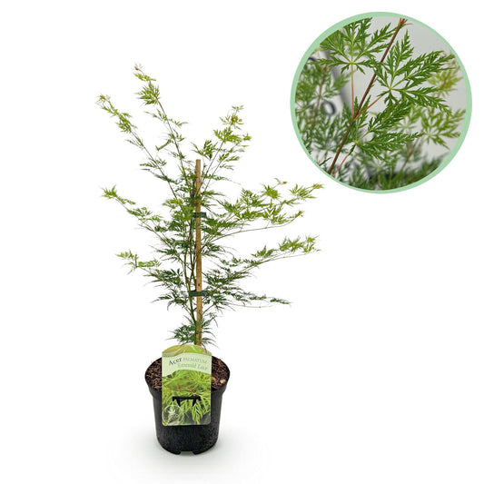 Green boutiQ - Terrasplant - Japanse Esdoorn - Acer palmatum Emerald Lace - Groen - 1 Plant - Bladverliezend - Pot 19cm Hoogte 70cm