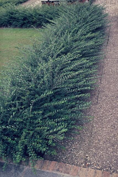 6x Lonicera pileata - ↕10-25cm - Ø9cm