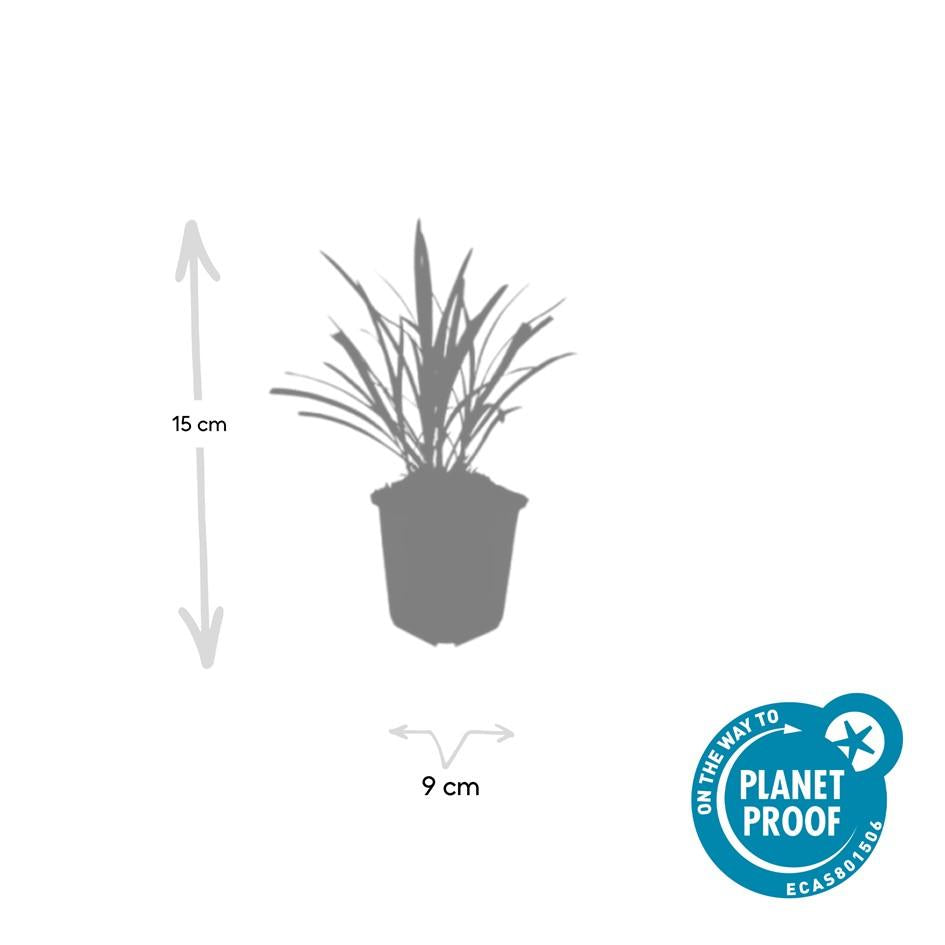 6x Liriope muscari 'Ingwersen' - ↕10-25cm - Ø9cm