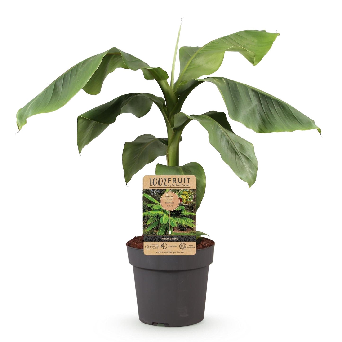 Green boutiQ - Fruitplant - Japanse vezelbanaan - Musa Basjoo - Winterhard - Pot 21cm Hoogte 90cm