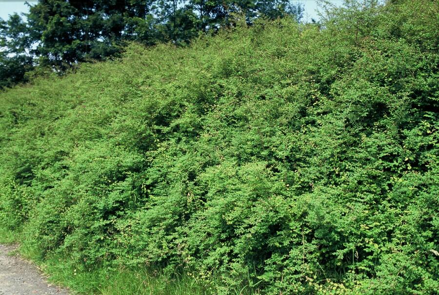 6x Symphoricarpos ch. 'Hancock' - ↕10-25cm - Ø9cm