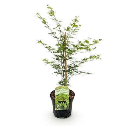 Green boutiQ - Terrasplant - Japanse Esdoorn - Acer palmatum Emerald Lace - Groen - 1 Plant - Bladverliezend - Pot 19cm Hoogte 70cm