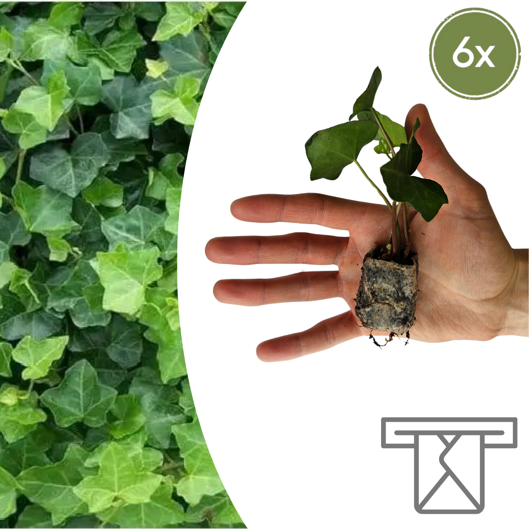 Hedera – 6 Pluggen | Groeien & Geniet van Groene Bedekking