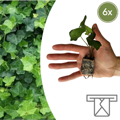 Hedera – 6 Pluggen | Groeien & Geniet van Groene Bedekking