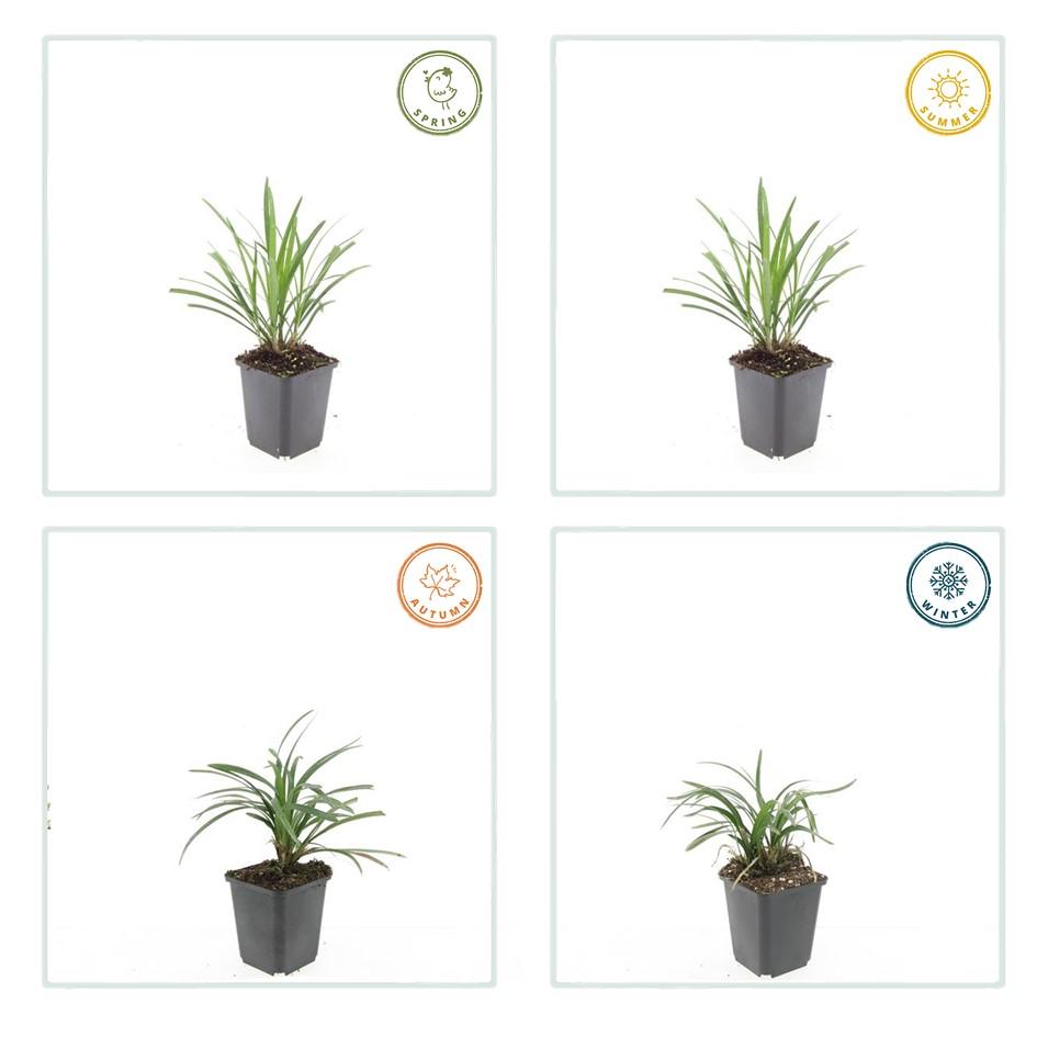 6x Liriope muscari 'Ingwersen' - ↕10-25cm - Ø9cm