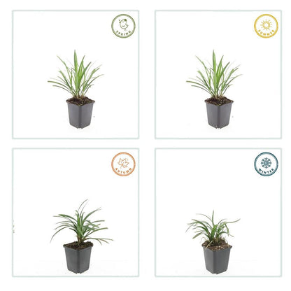 6x Liriope muscari 'Ingwersen' - ↕10-25cm - Ø9cm