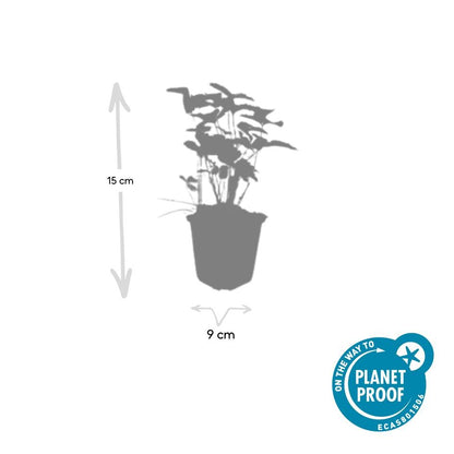 6x Fragaria vesca - ↕10-25cm - Ø9cm