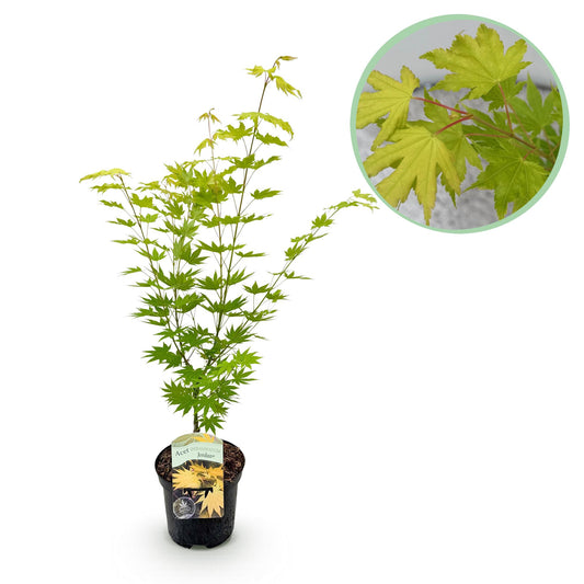 Green boutiQ - Terrasplant - Japanse Esdoorn - Acer palmatum Jordan - Geel - 1 Plant - Bladverliezend - Pot 19cm Hoogte 70cm