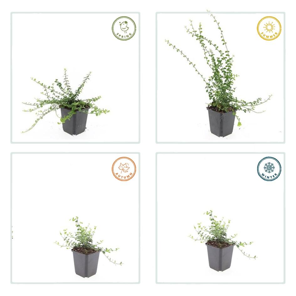 6x Euonymus fort. 'Minimus' - ↕10-25cm - Ø9cm