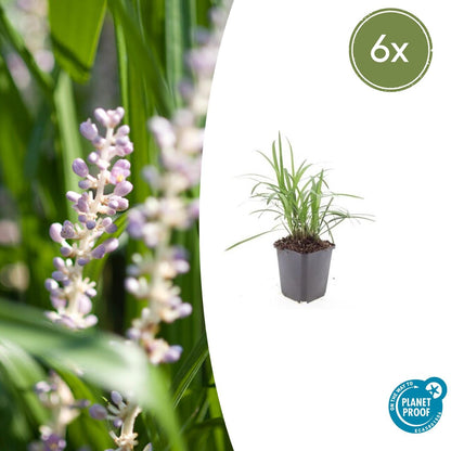 6x Liriope muscari 'Monroe White' - ↕10-25cm - Ø9cm
