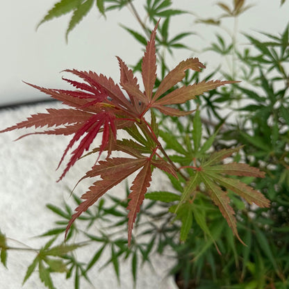 Green boutiQ - Terrasplant - Japanse Esdoorn - Acer palmatum Jerre Swarts - Donker Rood - 2 Planten - Bladverliezend -  Pot 19cm Hoogte 70cm