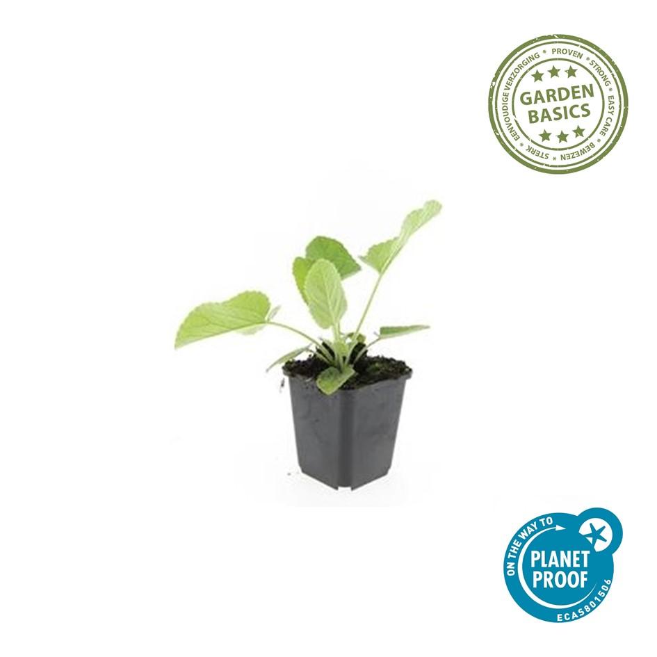 6x Phlomis russeliana - ↕10-25cm - Ø9cm