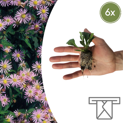 Aster – 6 Pluggen | Zelf Kweken & Genieten van een Kleurrijke Najaarstuin!