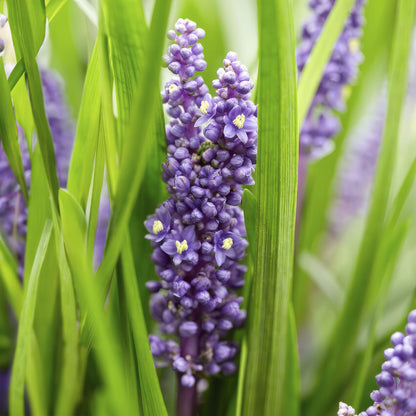6x Liriope muscari 'Moneymaker' - ↕10-25cm - Ø9cm