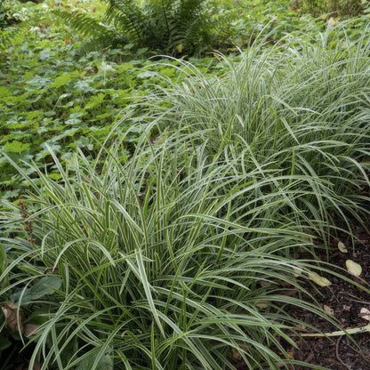 6x Carex morrowii 'Ice Dance' - ↕10-25cm - Ø9cm