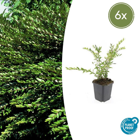 6x Lonicera pileata 'Purple Pearl' - ↕10-25cm - Ø9cm