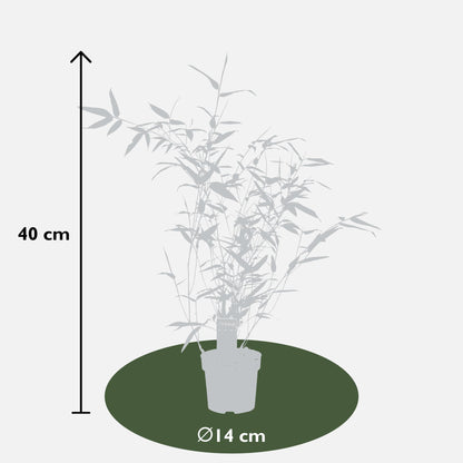 Phyllostachys 'Bissetii' - Groene stam bamboe - Ø14cm - ↕100cm