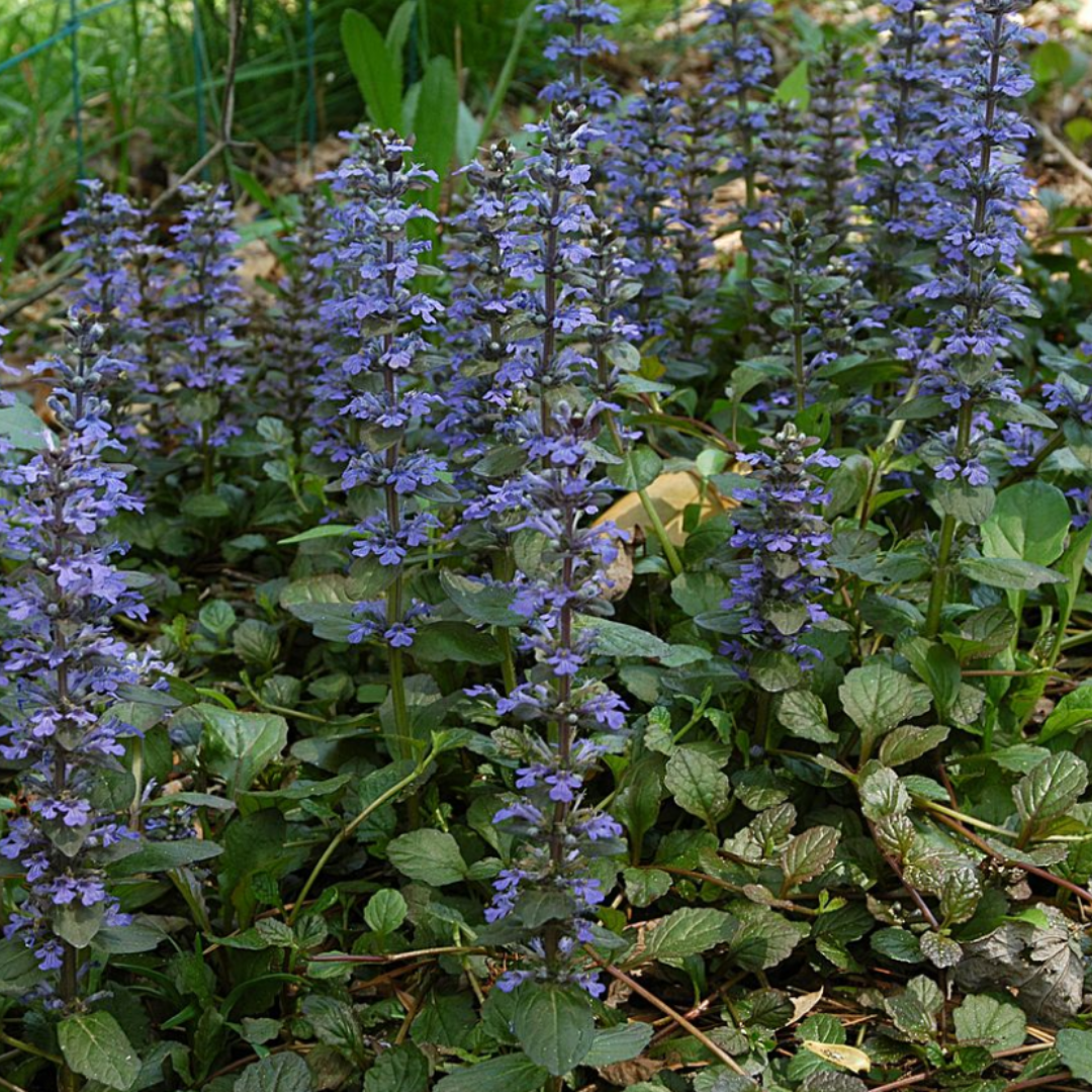 Ajuga Reptans – 6 Pluggen | Zelf Kweken & Genieten van een Prachtige Bodembedekker!