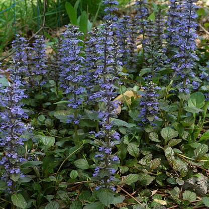 Ajuga Reptans – 6 Pluggen | Zelf Kweken & Genieten van een Prachtige Bodembedekker!