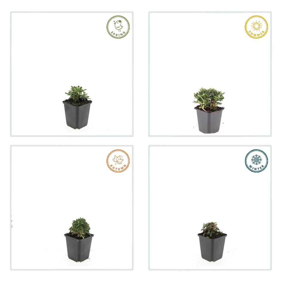 6x Potentilla tridentata 'Nuuk' - ↕10-25cm - Ø9cm