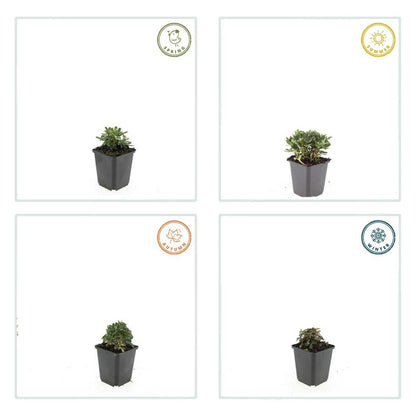 6x Potentilla tridentata 'Nuuk' - ↕10-25cm - Ø9cm