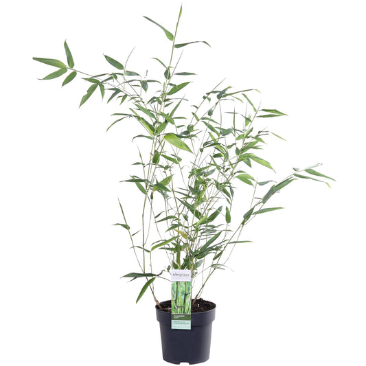 Phyllostachys 'Bissetii' - Groene stam bamboe - Ø14cm - ↕100cm
