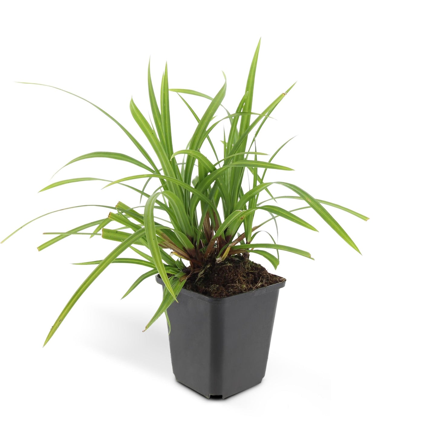 6x Carex morrowii 'Irish Green' - ↕10-25cm - Ø9cm