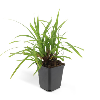 6x Carex morrowii 'Irish Green' - ↕10-25cm - Ø9cm