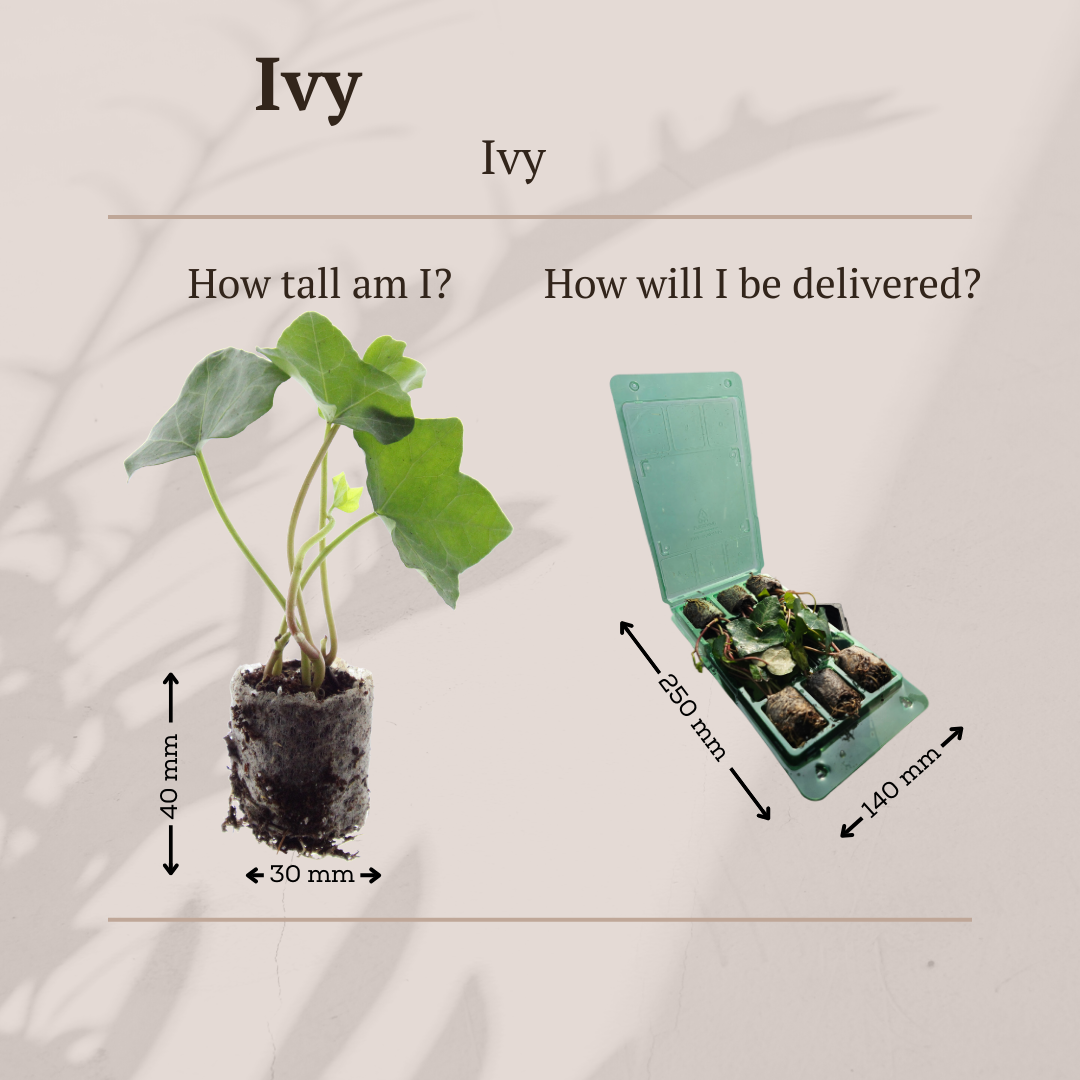 Hedera – 6 Pluggen | Groeien & Geniet van Groene Bedekking