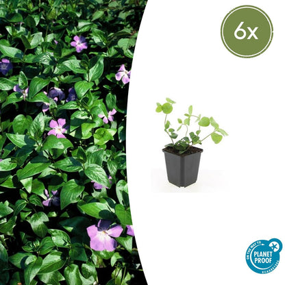 6x Vinca major - ↕10-25cm - Ø9cm