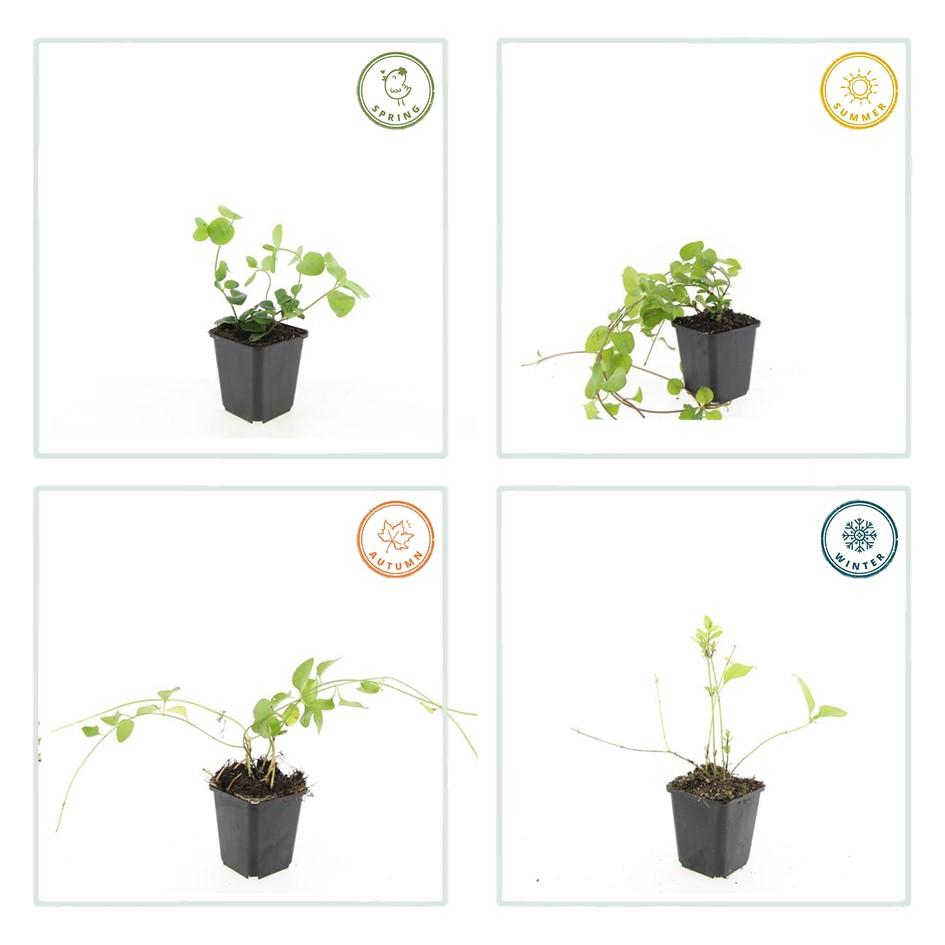 6x Vinca major - ↕10-25cm - Ø9cm