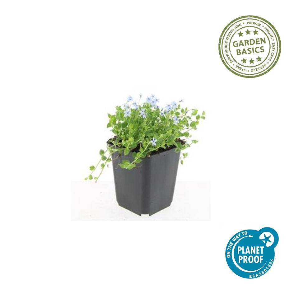 6x Isotoma fluviatilis 'Alba'- ↕10-25cm - Ø9cm