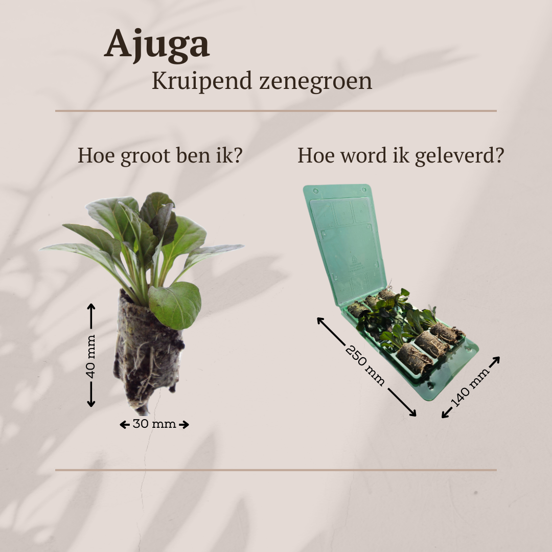 Ajuga Reptans – 6 Pluggen | Zelf Kweken & Genieten van een Prachtige Bodembedekker!