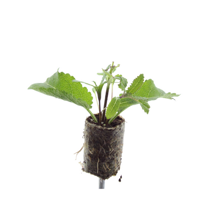 Salvia – 6 Pluggen | Kweek & Geniet van Prachtige Salvia