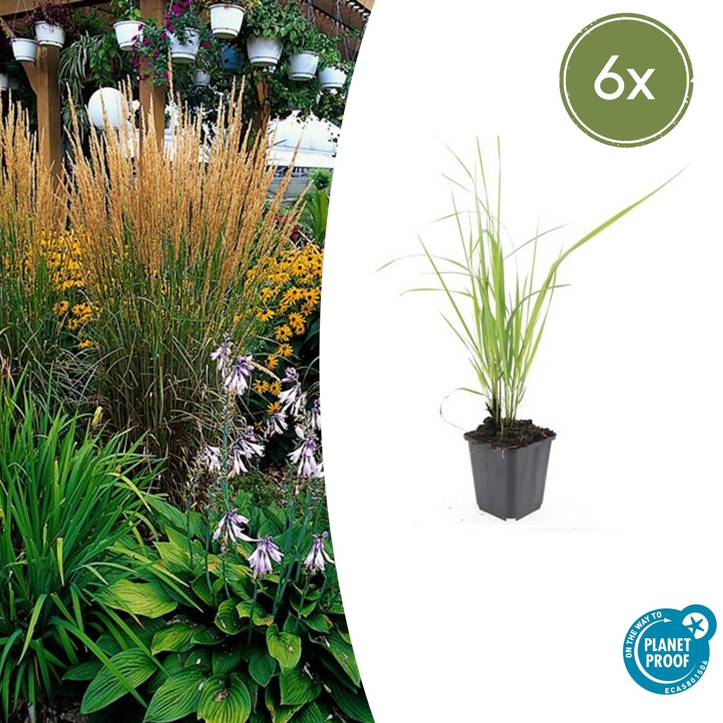 6x Calamagrostis acut. 'Karl Foerster'  - ↕10-25cm - Ø9cm