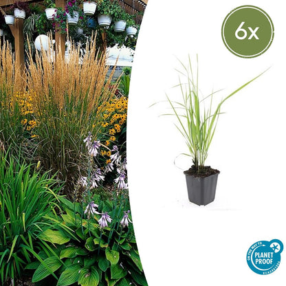 6x Calamagrostis acut. 'Karl Foerster'  - ↕10-25cm - Ø9cm