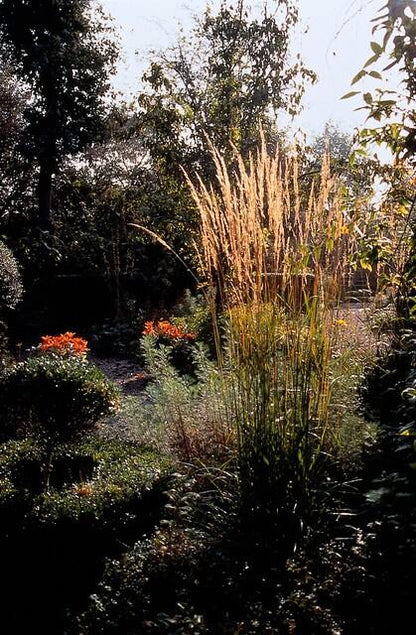 6x Calamagrostis acut. 'Karl Foerster'  - ↕10-25cm - Ø9cm