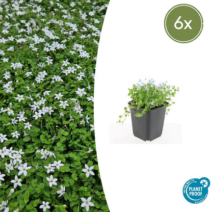 6x Isotoma fluviatilis 'Alba'- ↕10-25cm - Ø9cm