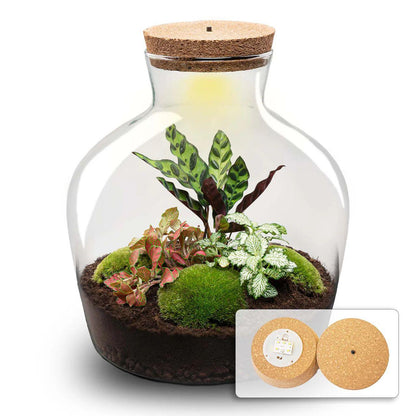 DIY terrarium - Fat Joe Rood - ↕ 30 cm