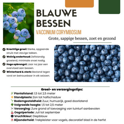 3 x Bosbessenplanten BIO - Ø 13 cm - ↨ 20 cm