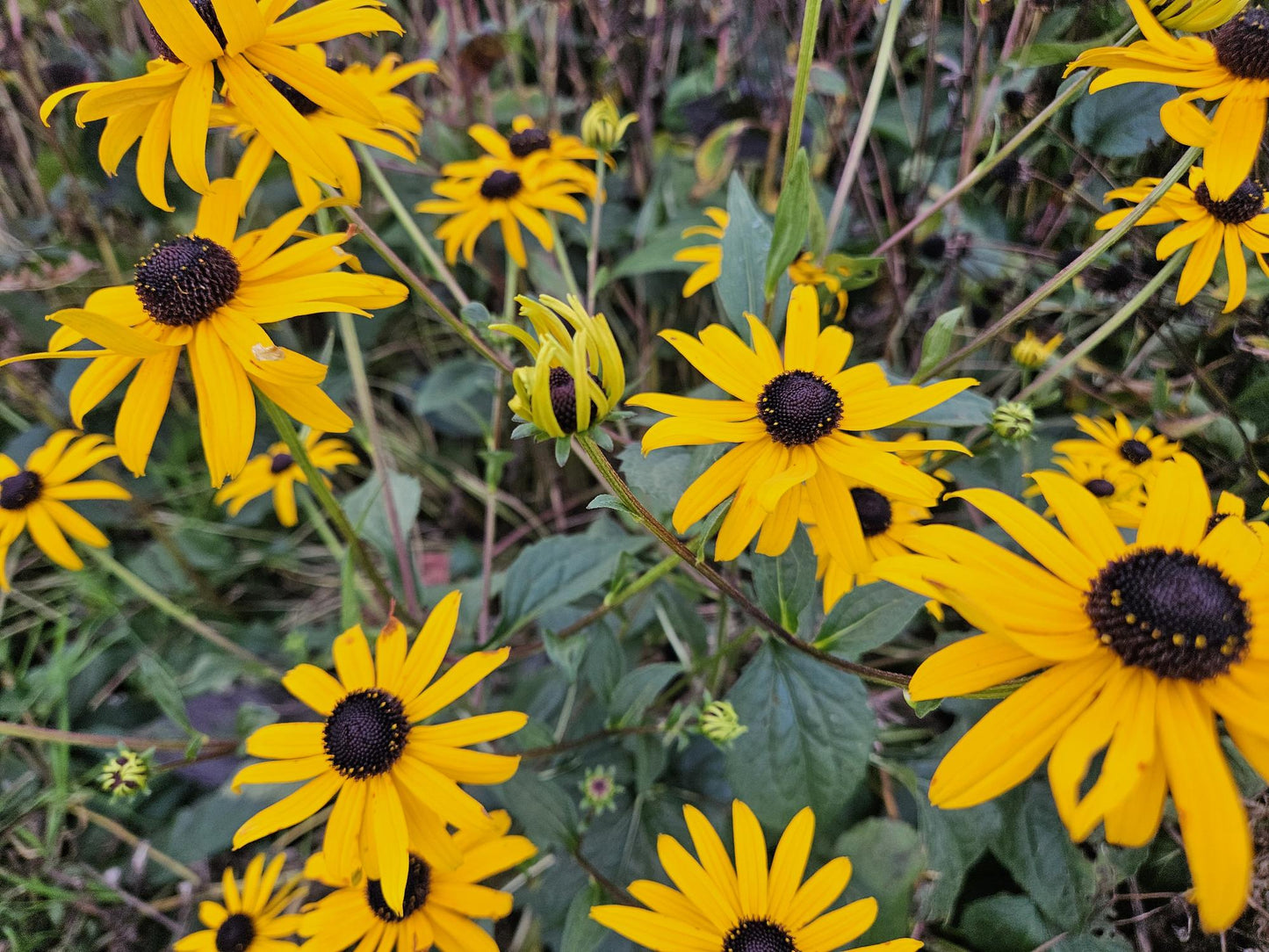 6x Rudbeckia fulgida 'Goldsturm' - ↕10-25cm - Ø9cm