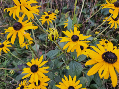 6x Rudbeckia fulgida 'Goldsturm' - ↕10-25cm - Ø9cm