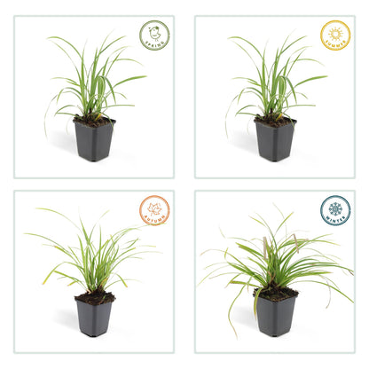6x Carex morrowii 'Ice Dance' - ↕10-25cm - Ø9cm