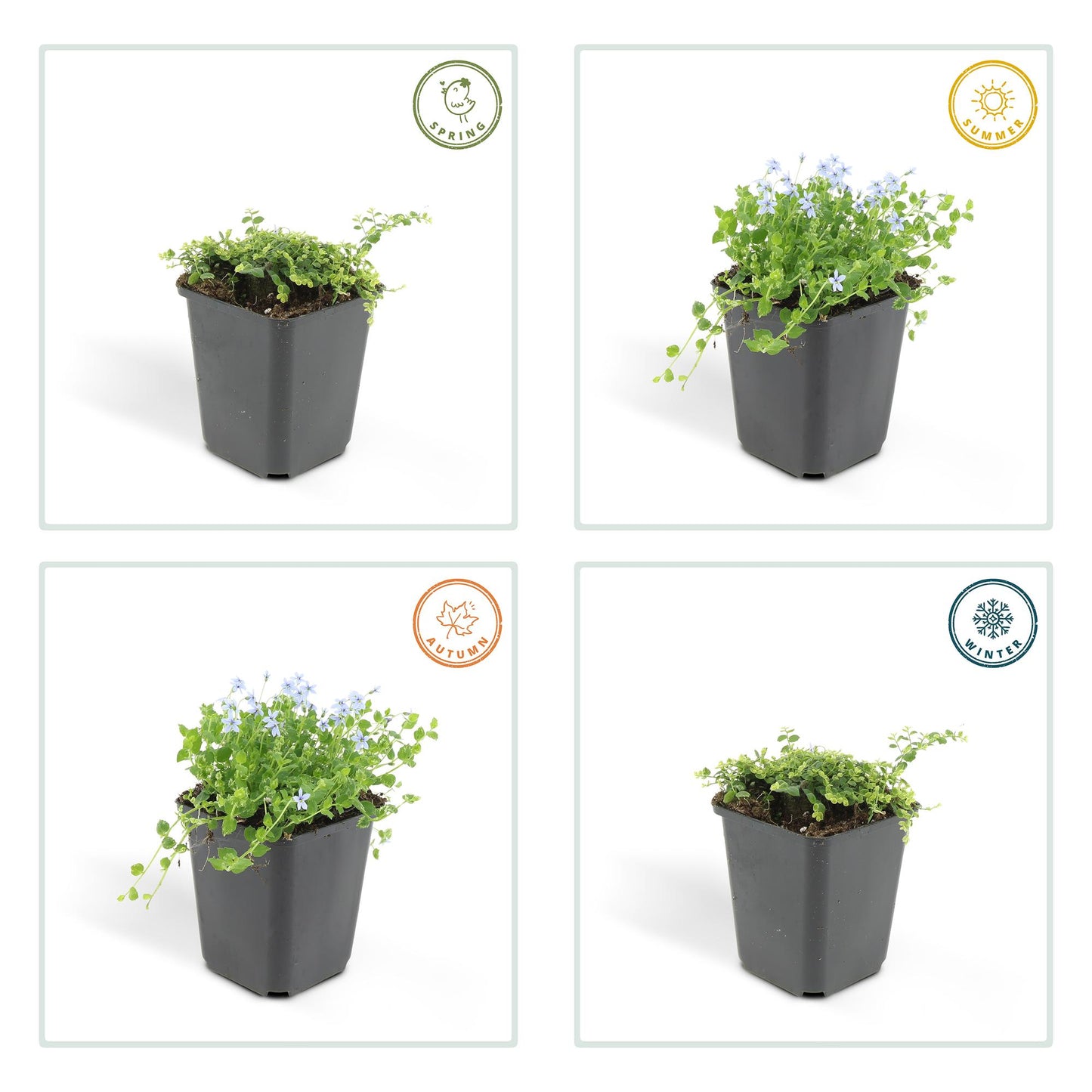 6x Isotoma fluviatilis - ↕10-25cm - Ø9cm