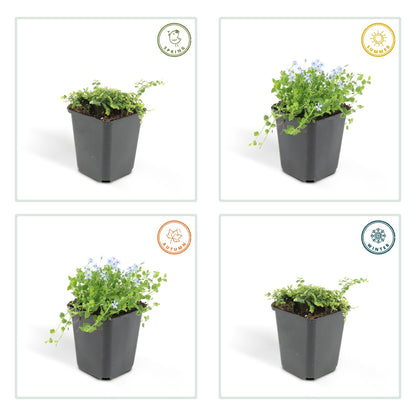 6x Isotoma fluviatilis - ↕10-25cm - Ø9cm