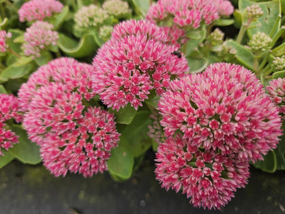 6x Sedum 'Herbstfreude' - ↕10-25cm - Ø9cm (kopie)