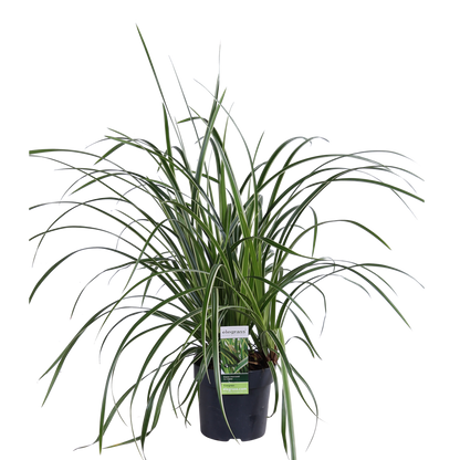 Carex morrowii 'Ice Dance' - Ø14cm - ↕30cm