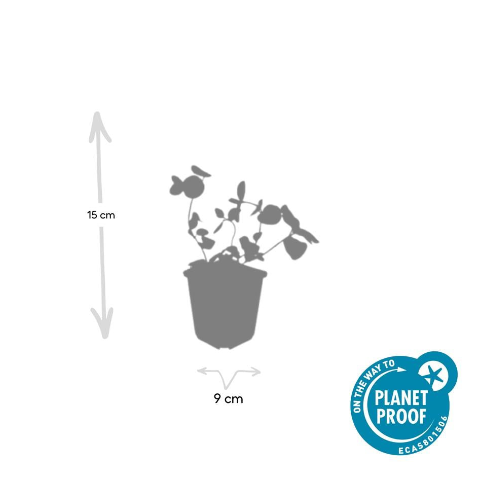 6x Vinca major - ↕10-25cm - Ø9cm