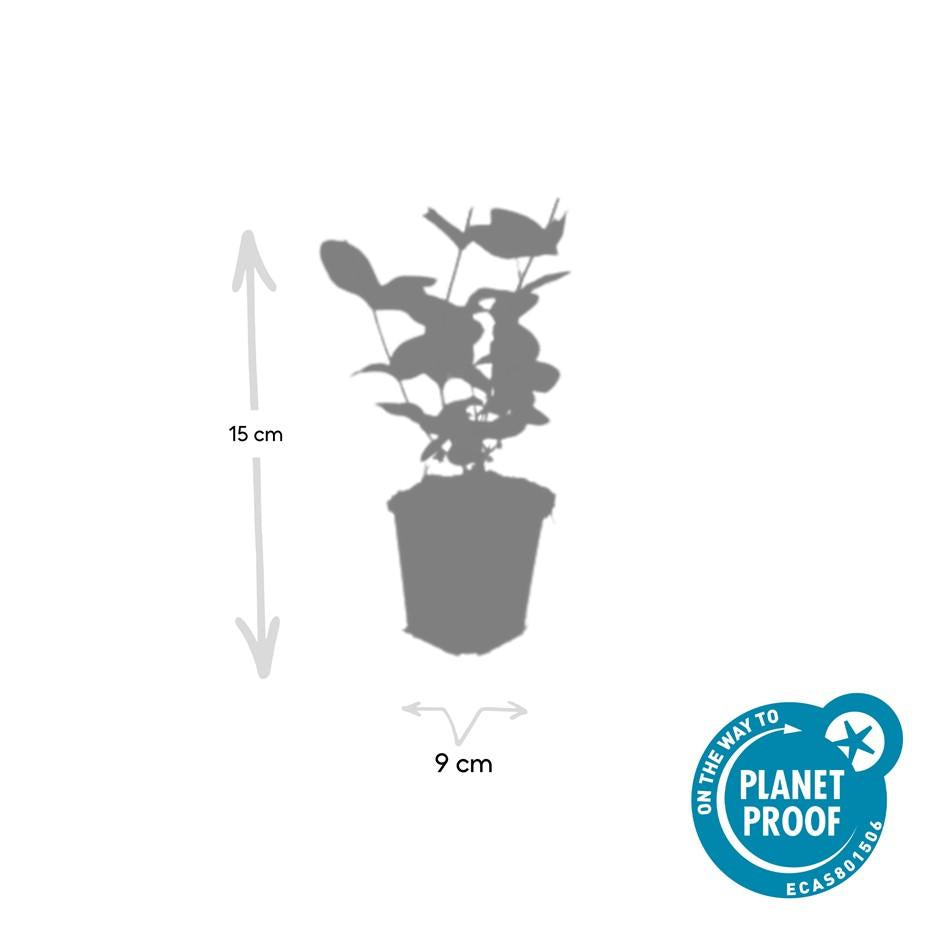 6x Hypericum inodorum 'Beauty' - ↕10-25cm - Ø9cm