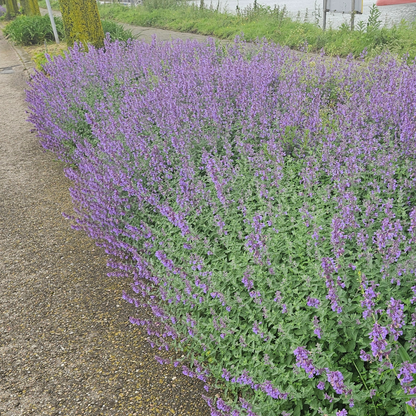 Nepeta – 6 Pluggen | Zelf Kweken & Genieten van een Aromatische Tuin!